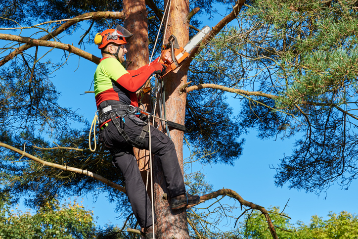 Tree Surgeon cutting branches